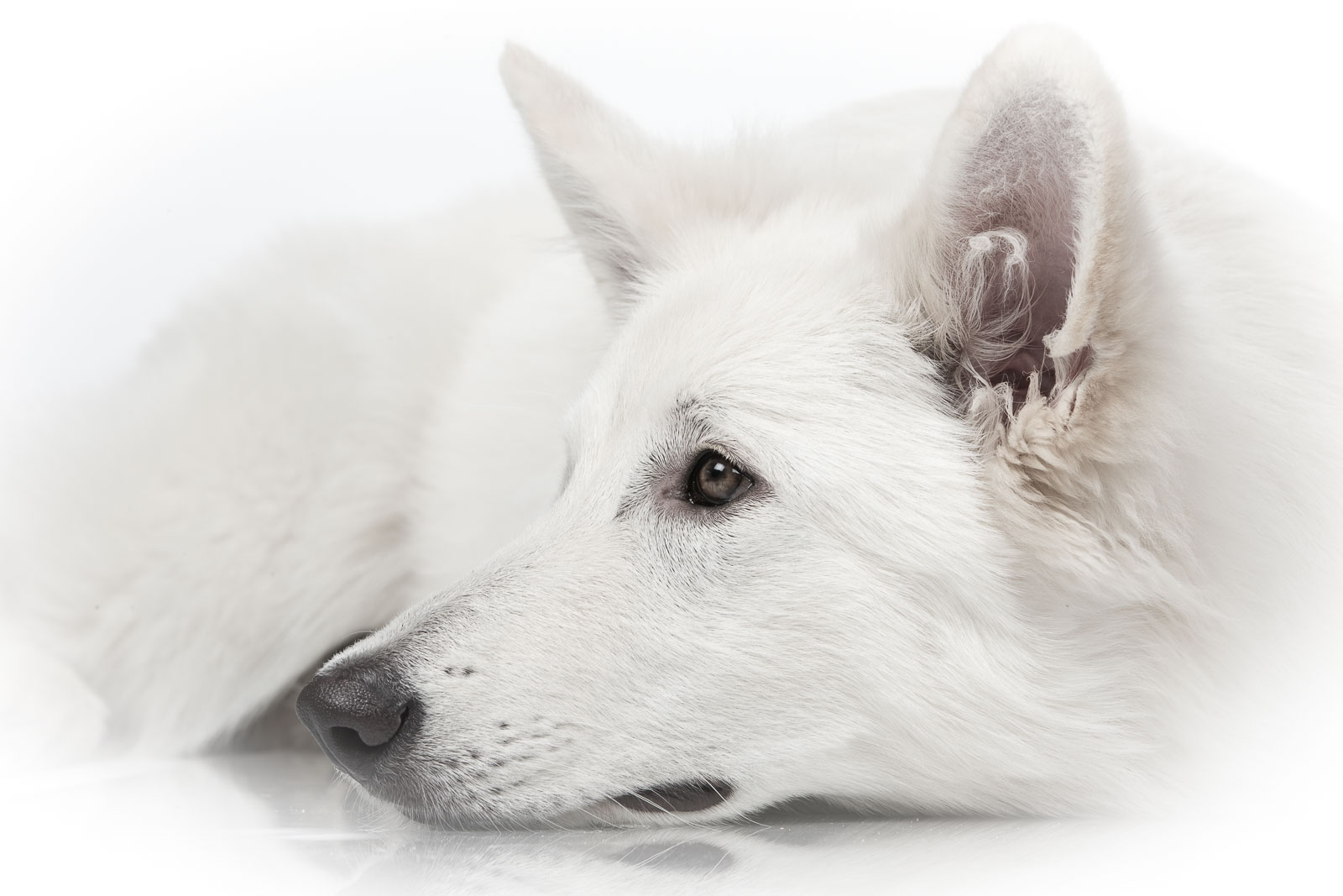 Fotoshoot Witte Herder Novi hondenfotografie