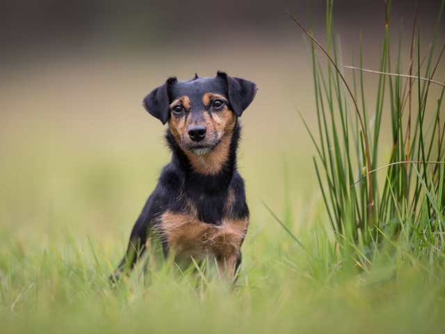 Hondenfotografie : Jack Russell