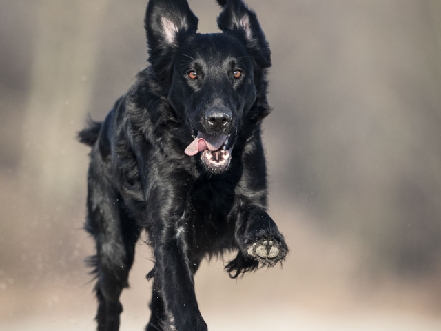 Hondenfotografie: flatcoated retrieve