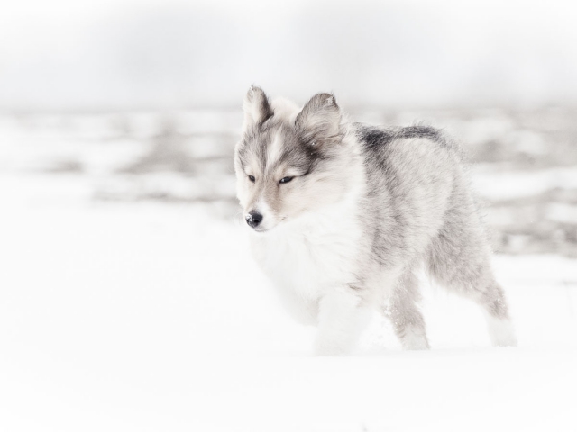 Hondenfotografie: Sheltie pup