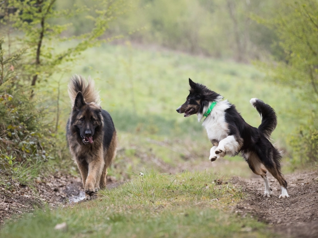 hondenfotografie Duitse herder, Border Collie