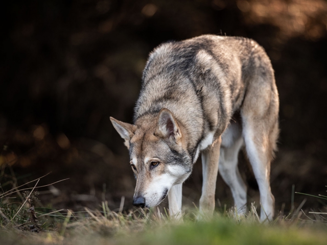 Saarloos wolfhond hondenfotografie