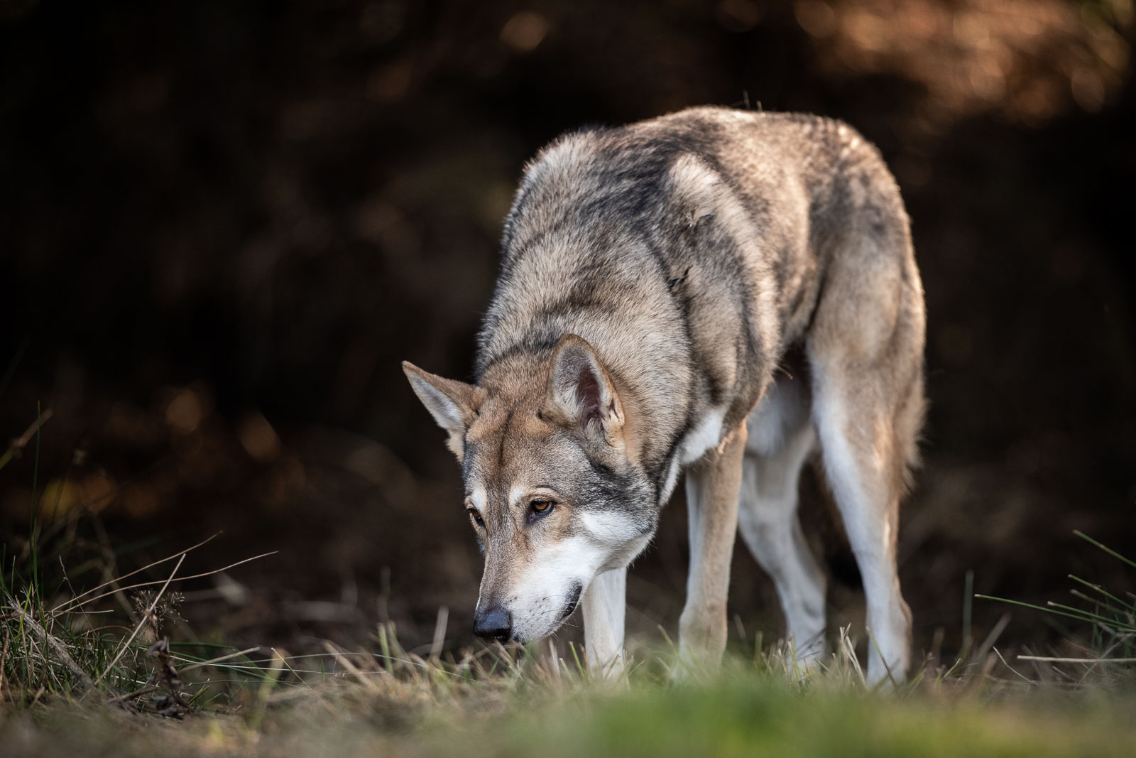 Saarloos wolfhond hondenfotografie