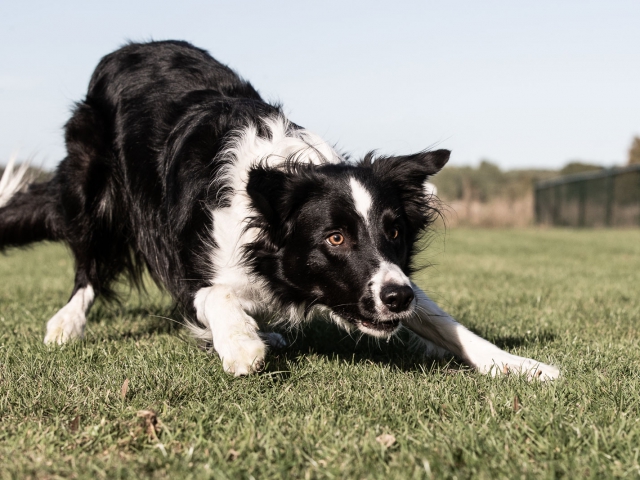 Border collie spelboog hondenfotografie