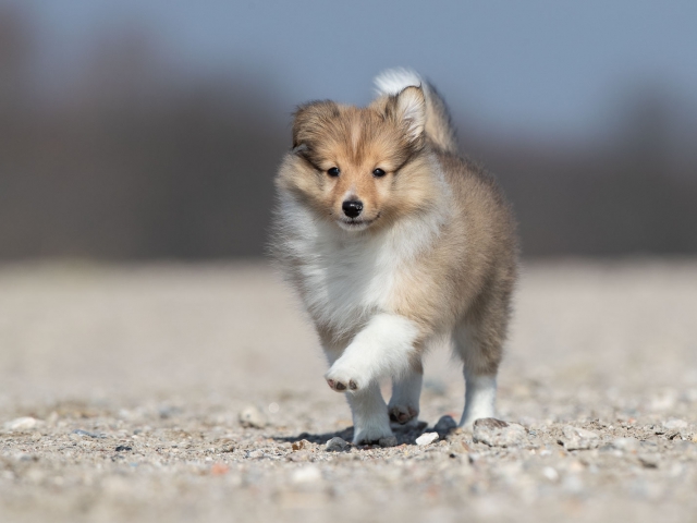 Sheltie pup hondenfotografie