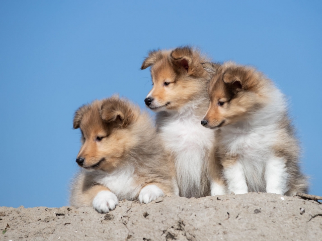 Sheltie pup hondenfotografie