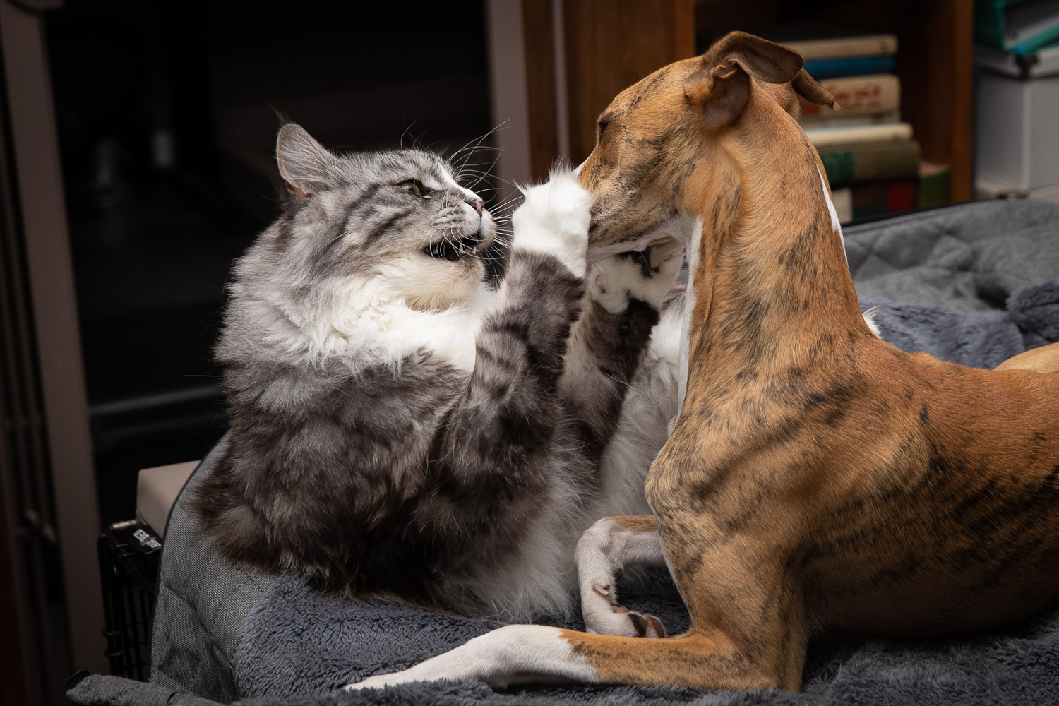 Maine Coon Joey & Whippet Muppet