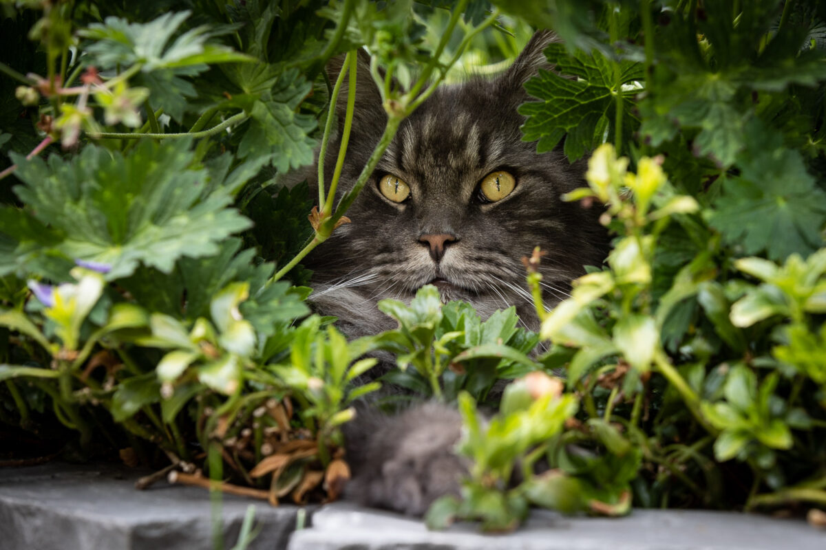 Maine Coon Jazz